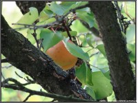 /album/ovocie-na-chalupe/marhula-1-jpg/